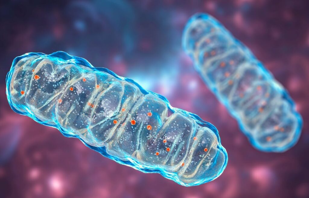 Tecnología para análisis y detección de enfermedades mitocondriales