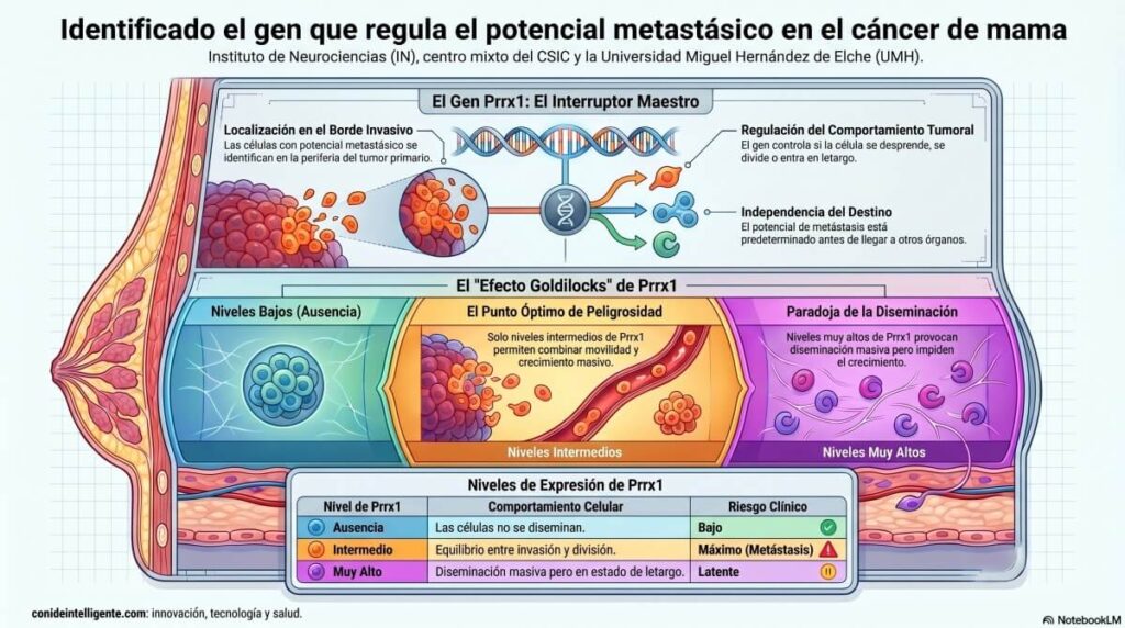 Identificado el gen que regula el potencial metastásico en el cáncer de mama