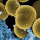 ¿Por qué las bacterias más "pegajosas" causan infecciones menos graves? El Instituto de Biomedicina de Valencia (IBV-CSIC) revela que la capacidad de la bacteria Staphylococcus aureus para adherirse a proteínas del organismo y producir toxinas determina la gravedad de la infección sanguínea.